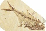 Detailed Fossil Fish (Diplomystus) - Wyoming #357622-1